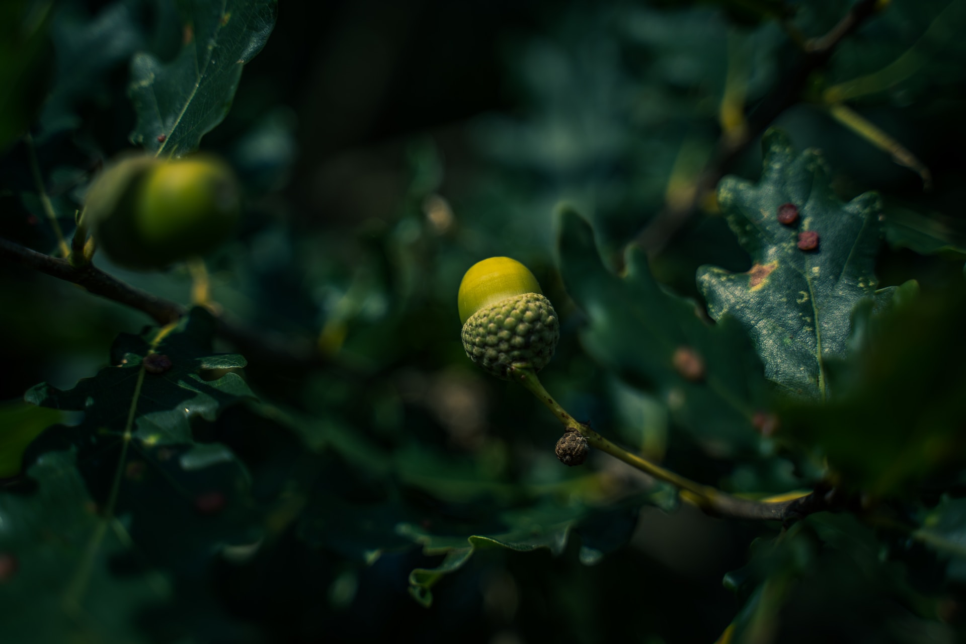 Best Nut Trees for your Garden (based on your growing zone)